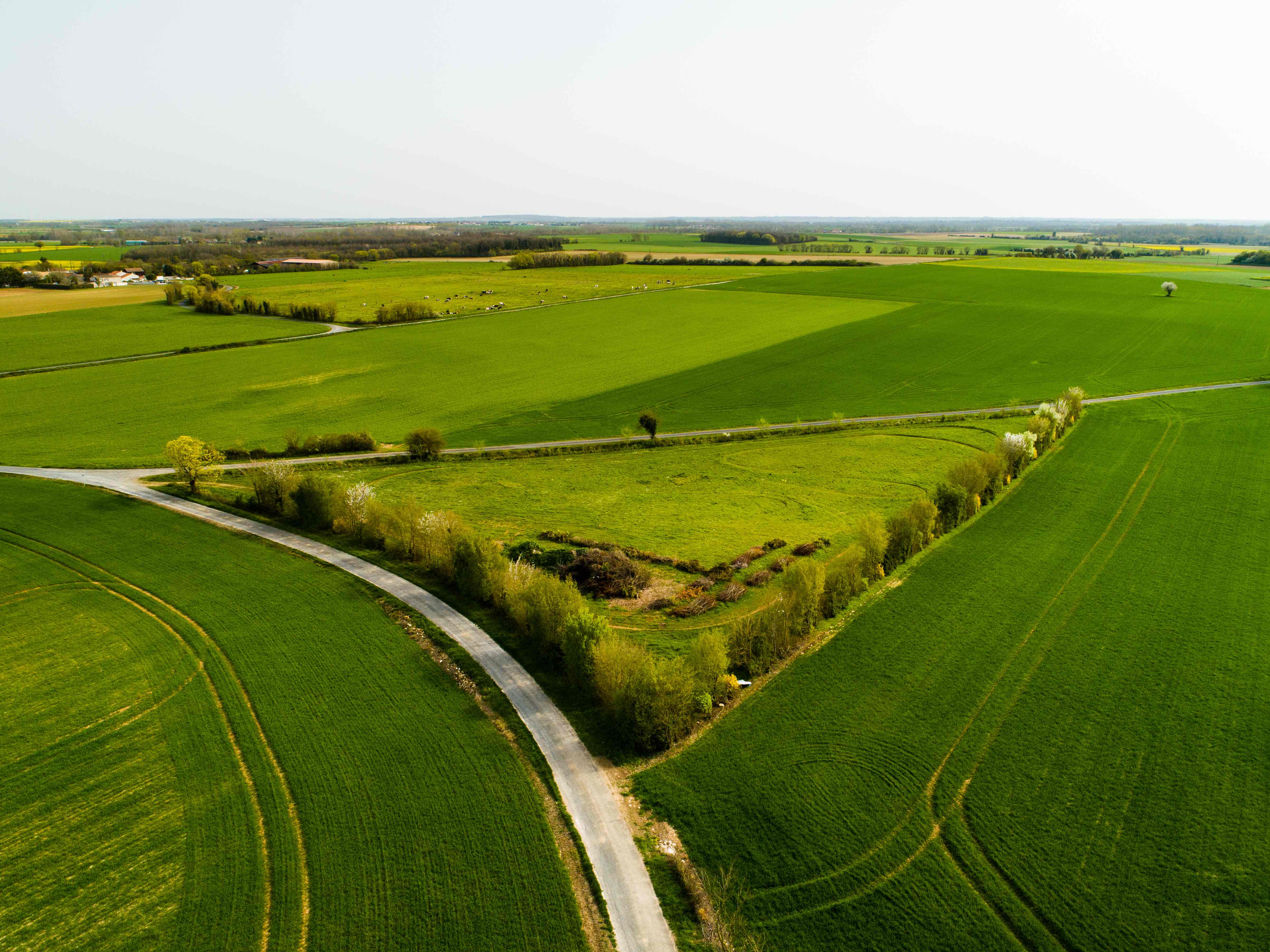 Créateur de forêt : une forêt pour le(s) vivant(s) en Charente-Maritime